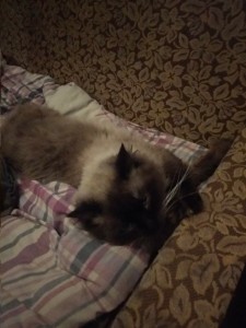 16 Наші улюбленці