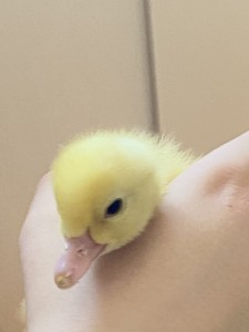 20 Наші улюбленці