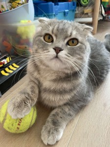 21 Наші улюбленці