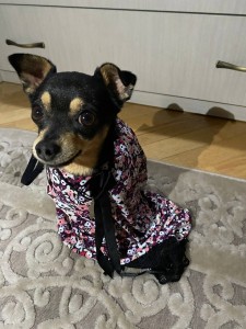 05 Наші улюбленці