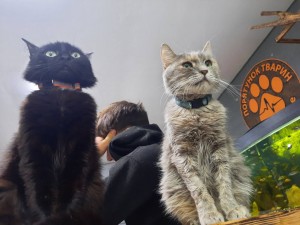 кот2