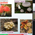 Знімок екрана (134)